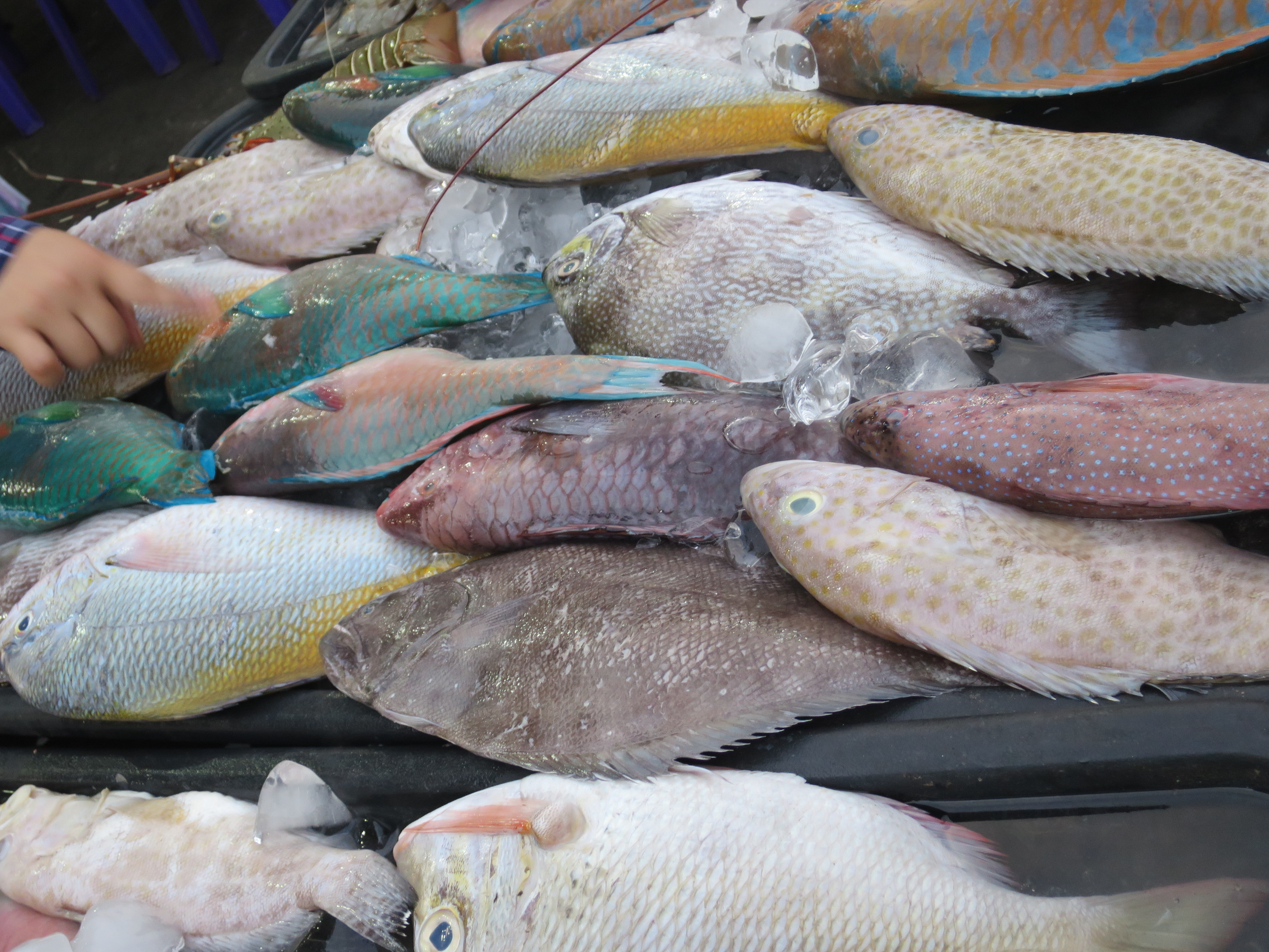 Colourful reef fish — fisheries survey